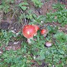 im wald auf der winklmoosalm traf ich Rotkäppchen, besser bekannt als fliegenpilz