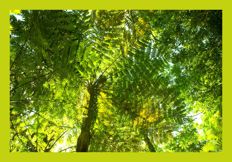 Im Wald auf Madeira