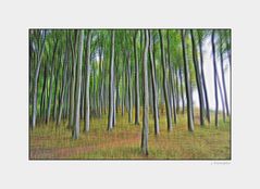 - im Wald auf Rügen -