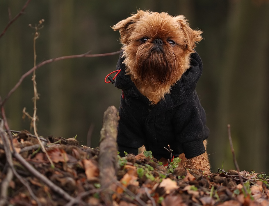 im Wald ausgesetzt ;)