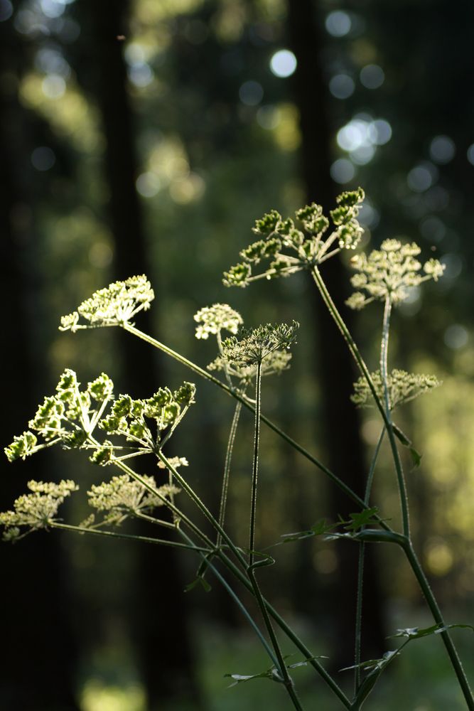 im Wald...