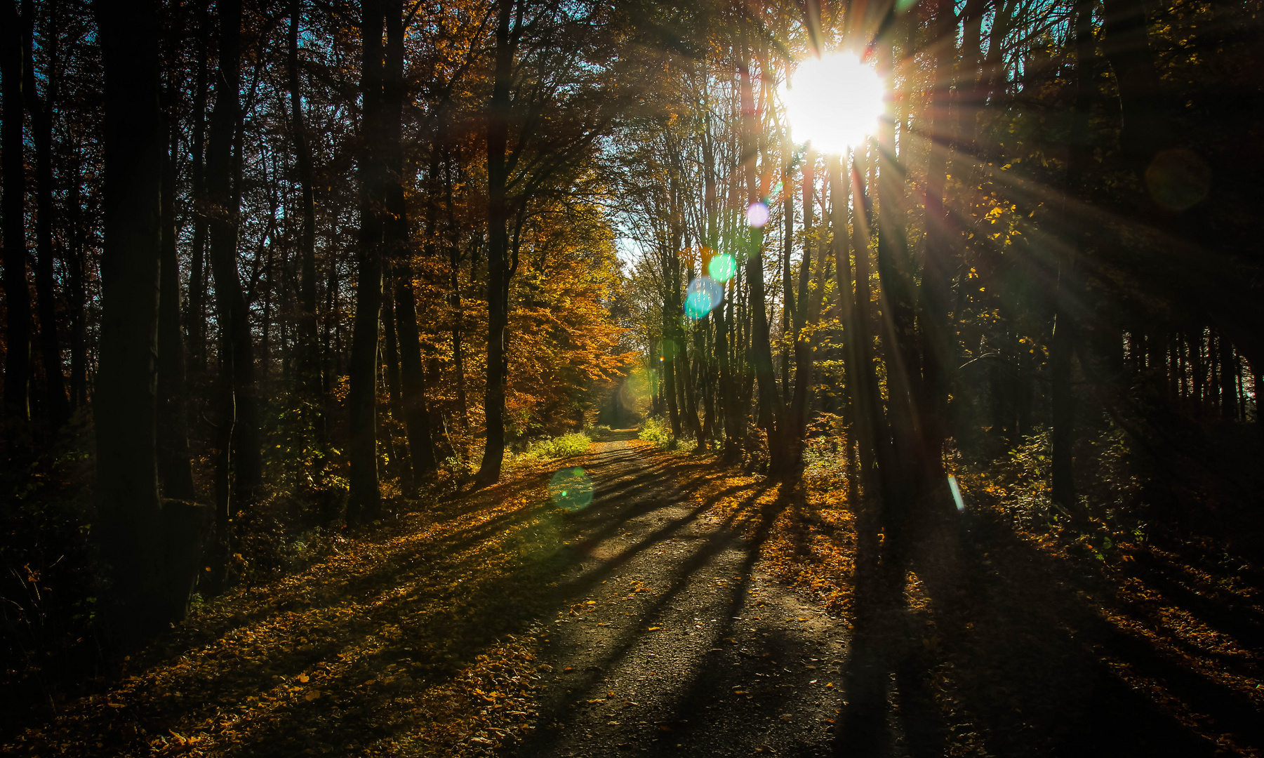 Im Wald 