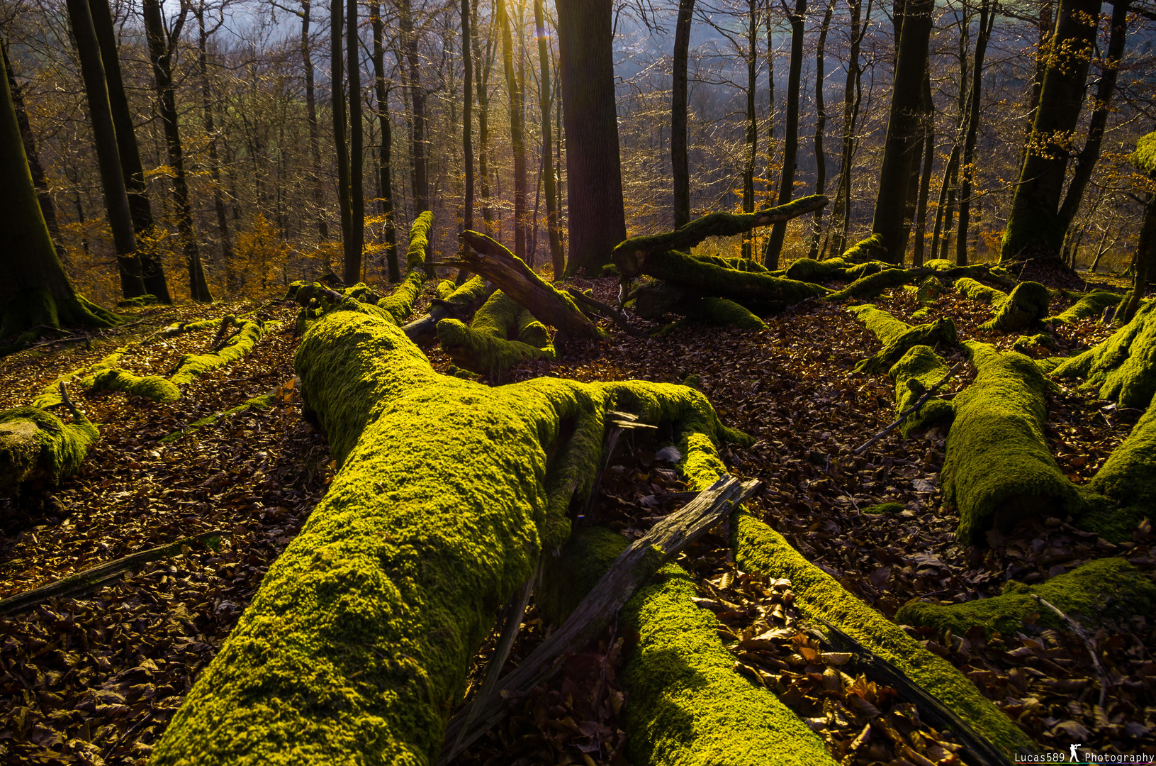 Im Wald