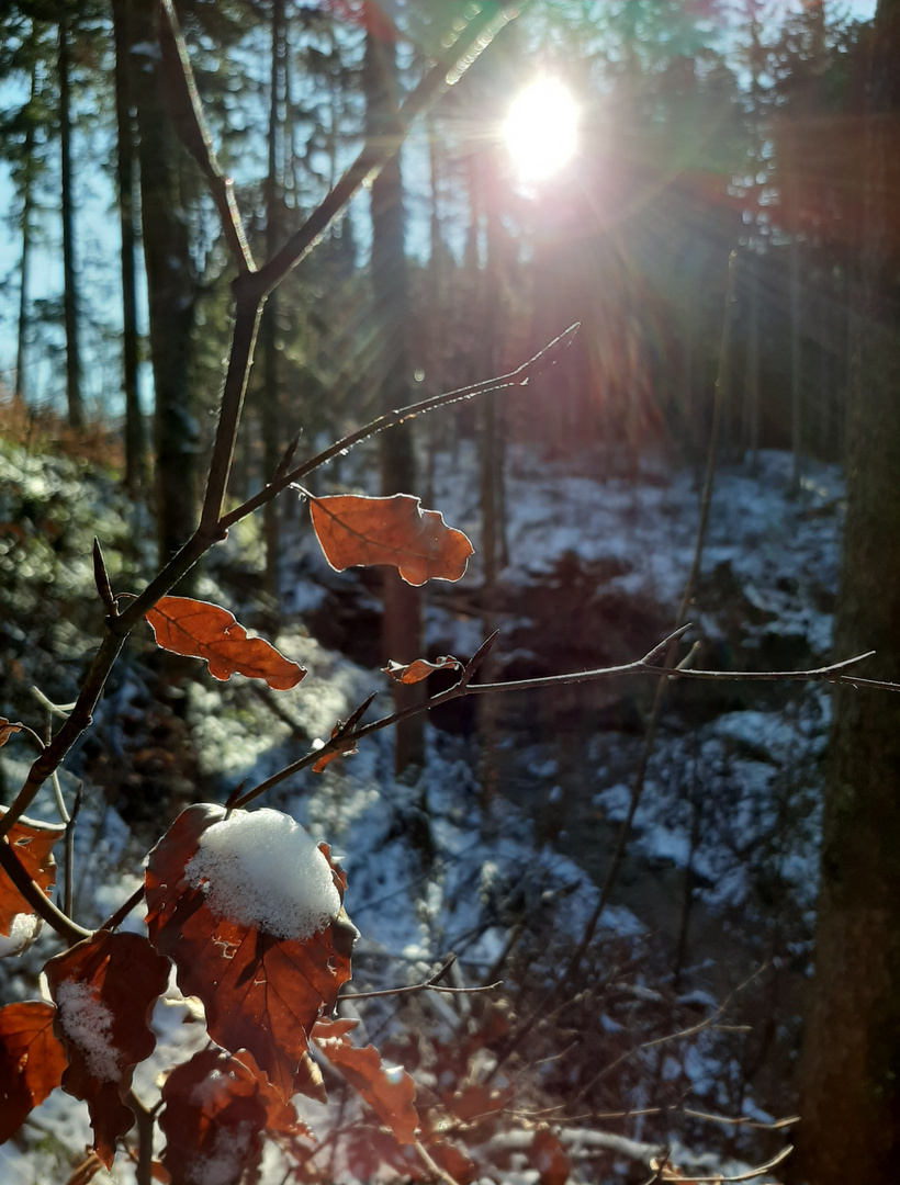 Im Wald bei Bad Tölz