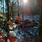 Im Wald bei Bad Tölz