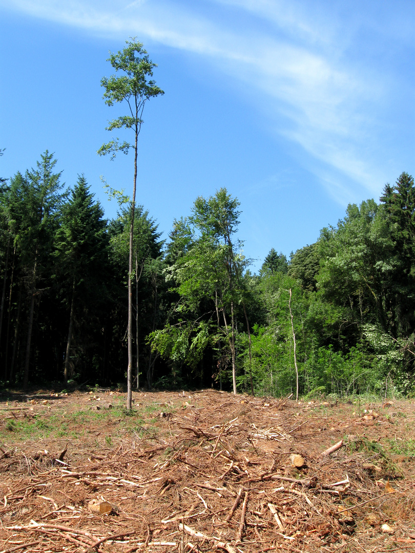 Im Wald bei Bornheim-Walberberg