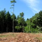 Im Wald bei Bornheim-Walberberg