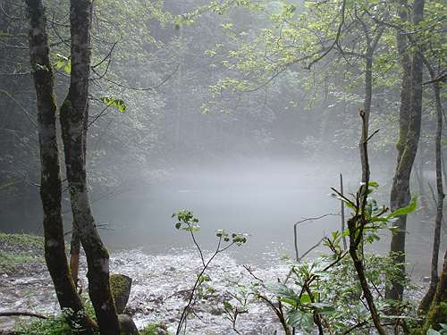 im Wald bei den Gosauseen