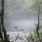 im Wald bei den Gosauseen