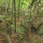 Im Wald bei den Resten der Roteisengrube Riesenburg am Riesenkopf 01