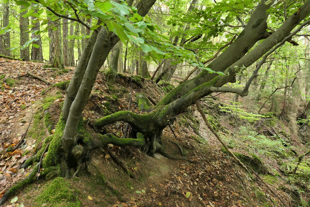 Im Wald bei den Resten der Roteisengrube Riesenburg am Riesenkopf 02