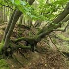 Im Wald bei den Resten der Roteisengrube Riesenburg am Riesenkopf 02