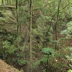 Im Wald bei den Resten der Roteisengrube Riesenburg am Riesenkopf 04