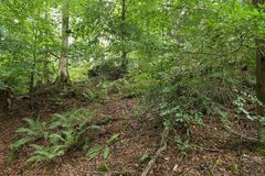 Im Wald bei den Resten der Roteisengrube Riesenburg am Riesenkopf 07