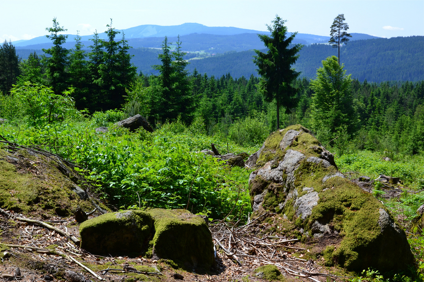 Im Wald bei der Märchenalm in Obersteinhaus