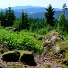 Im Wald bei der Märchenalm in Obersteinhaus