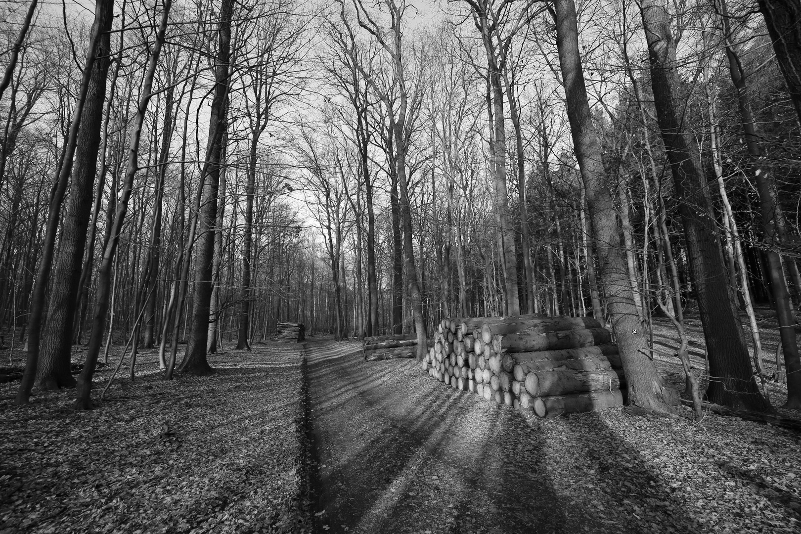 im Wald bei Echtrop (Nähe Möhnsee)