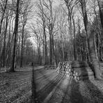 im Wald bei Echtrop (Nähe Möhnsee)