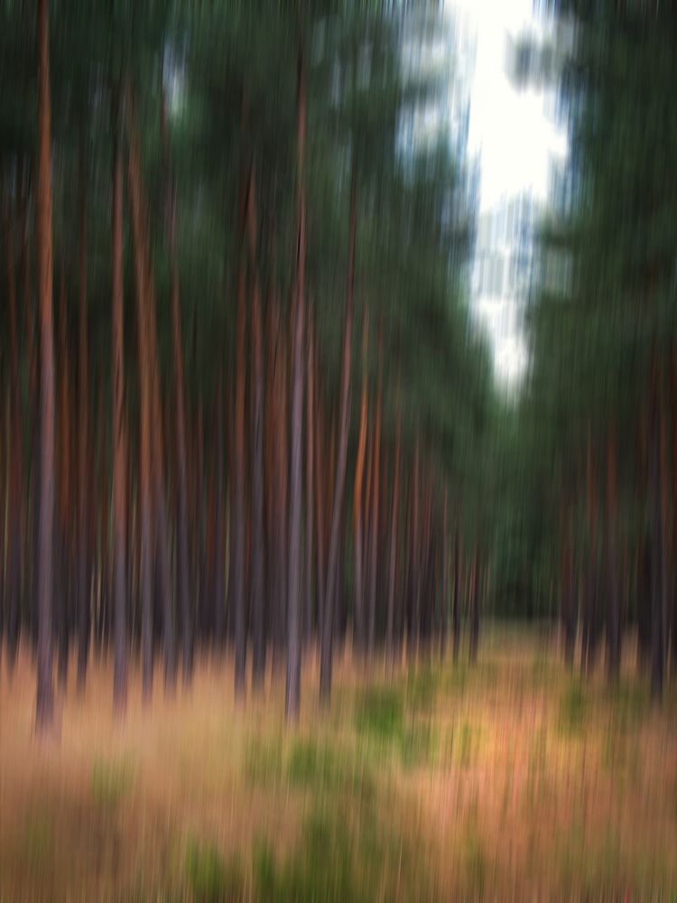 Im Wald (bei Gorleben)