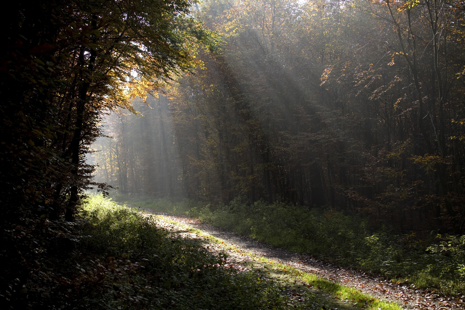 Im Wald bei Lembeck