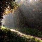 Im Wald bei Lembeck