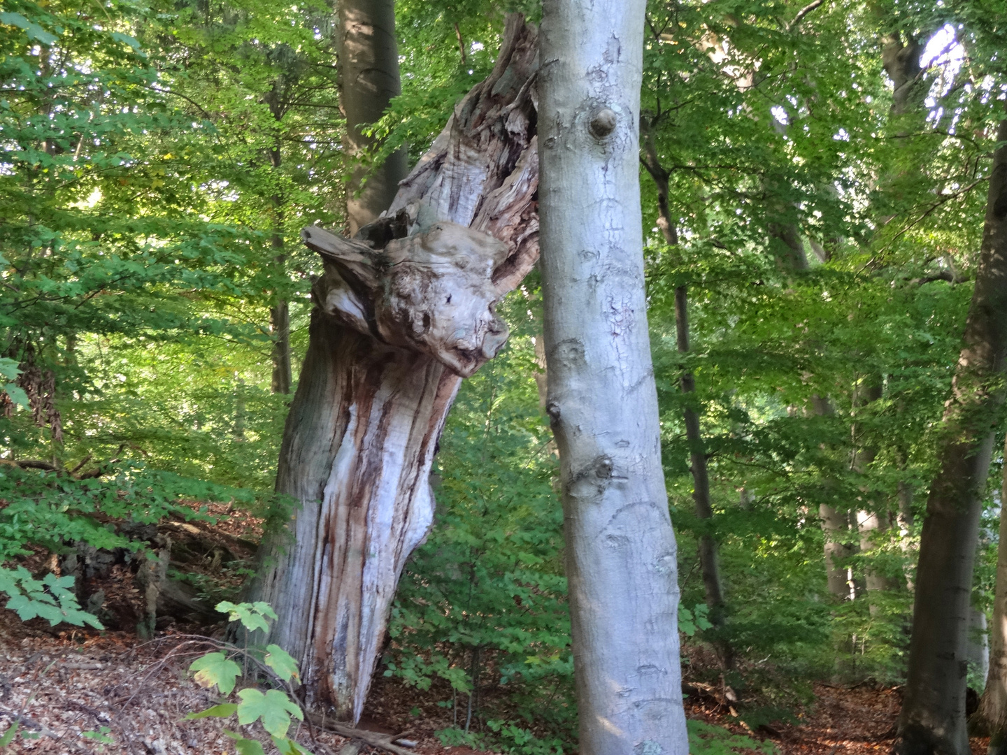 Im Wald bei Meseberg