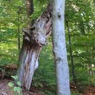 Im Wald bei Meseberg