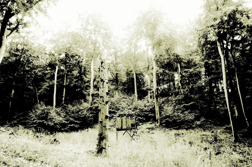 Im Wald bei Prora 6