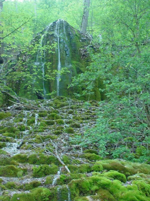 im wald bei Reutlingen