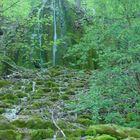 im wald bei Reutlingen