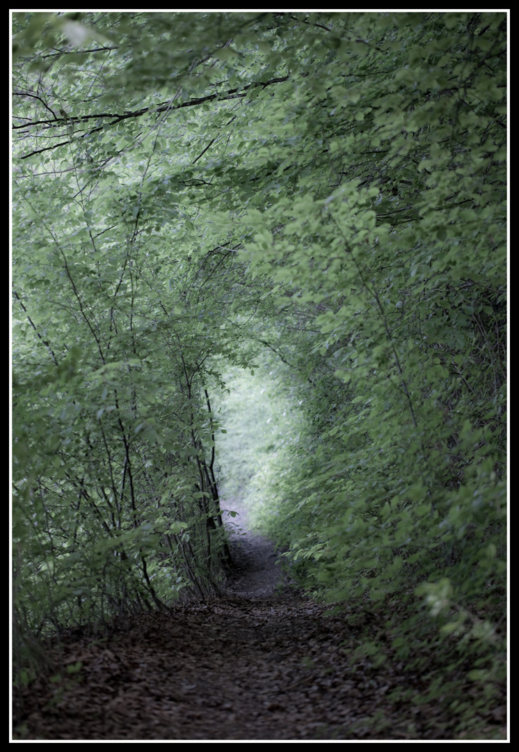 Im Wald bei Rikon