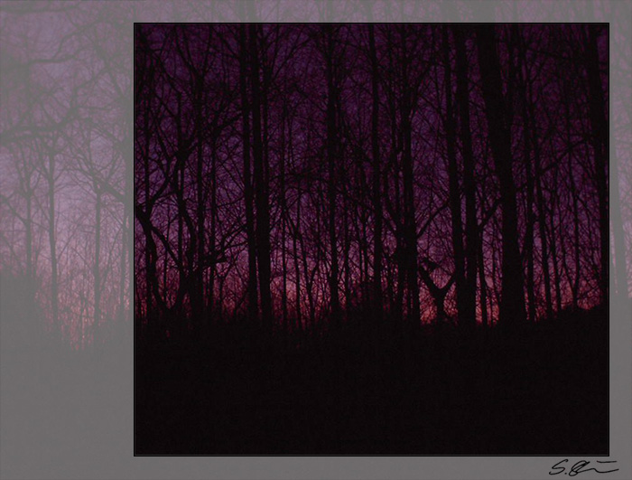 Im Wald bei Sonnenuntergang