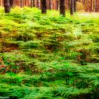 Im Wald bei Storkow/ Brandenburg