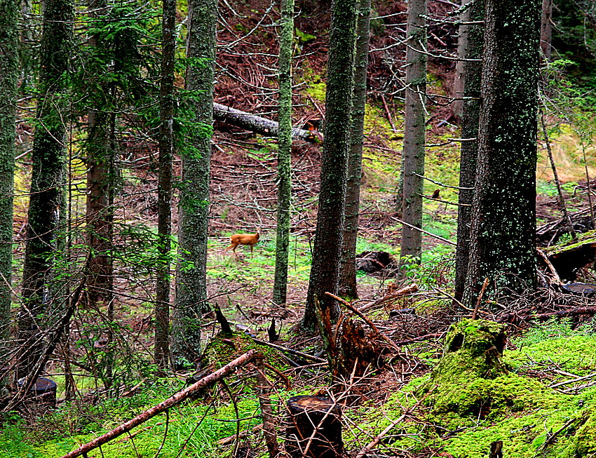 im Wald bei Wenns