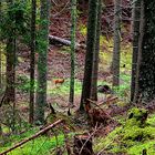 im Wald bei Wenns