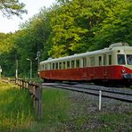 Im Wald bei Woelfling