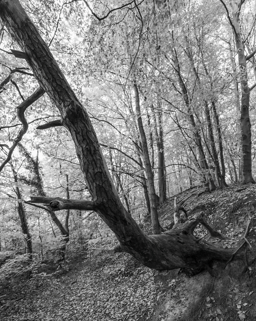 Im Wald beim Schloß Lietzow