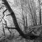 Im Wald beim Schloß Lietzow