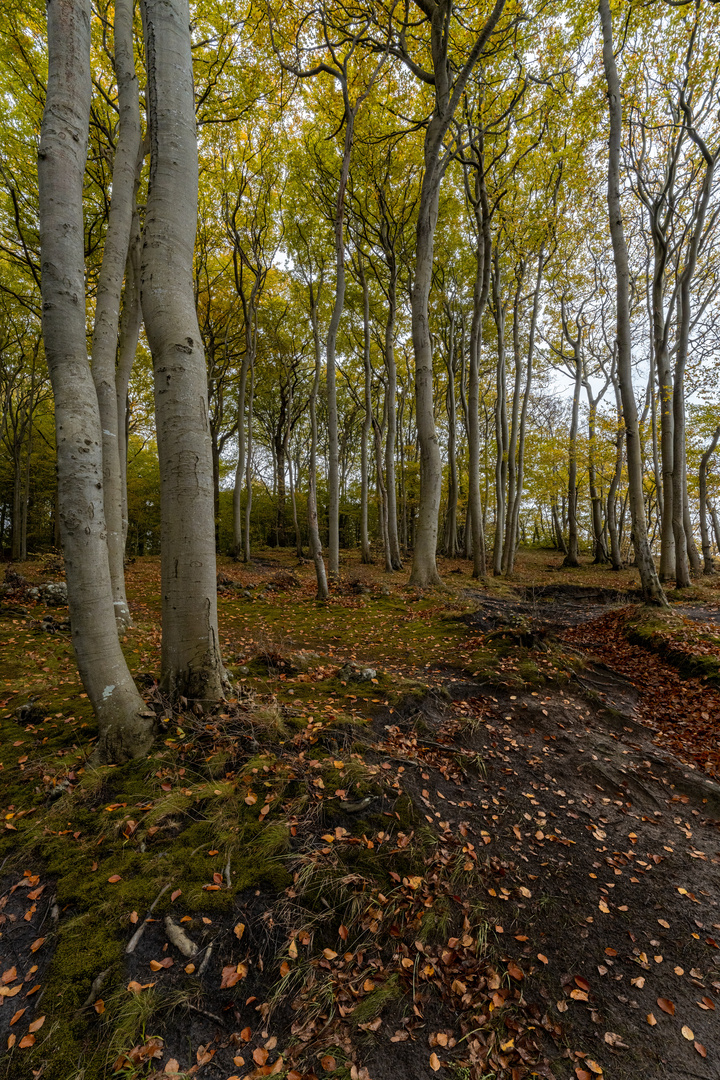 Im Wald beim Schloß Lietzow