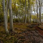 Im Wald beim Schloß Lietzow