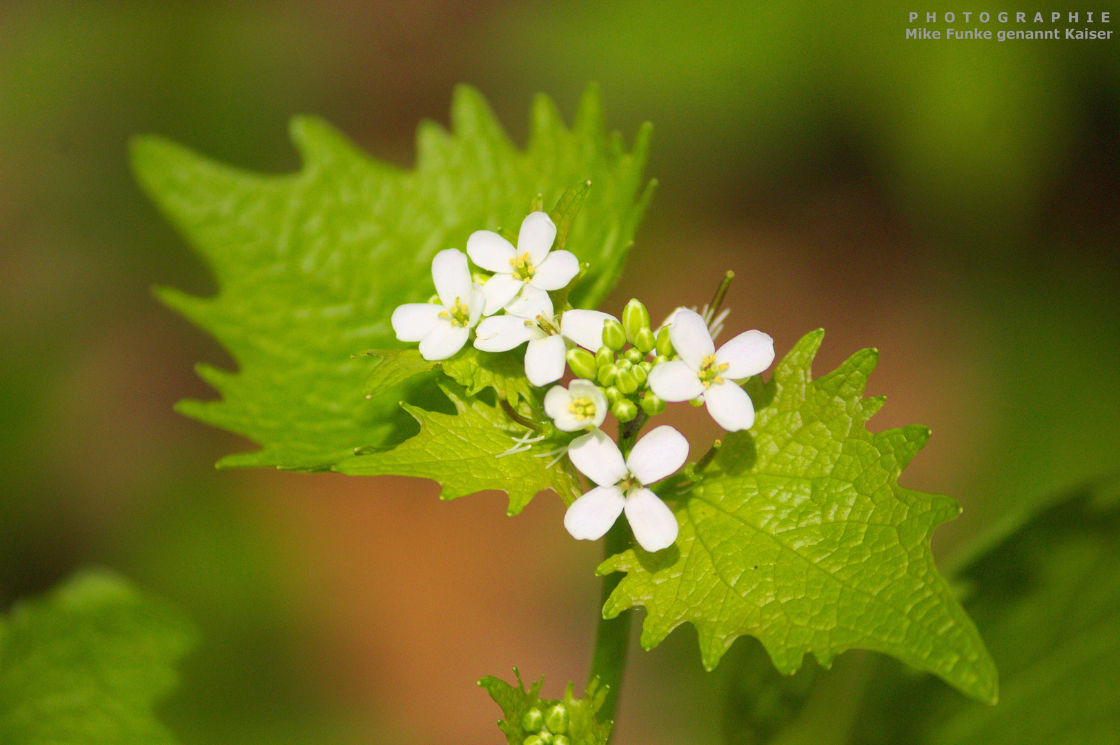 Im Wald