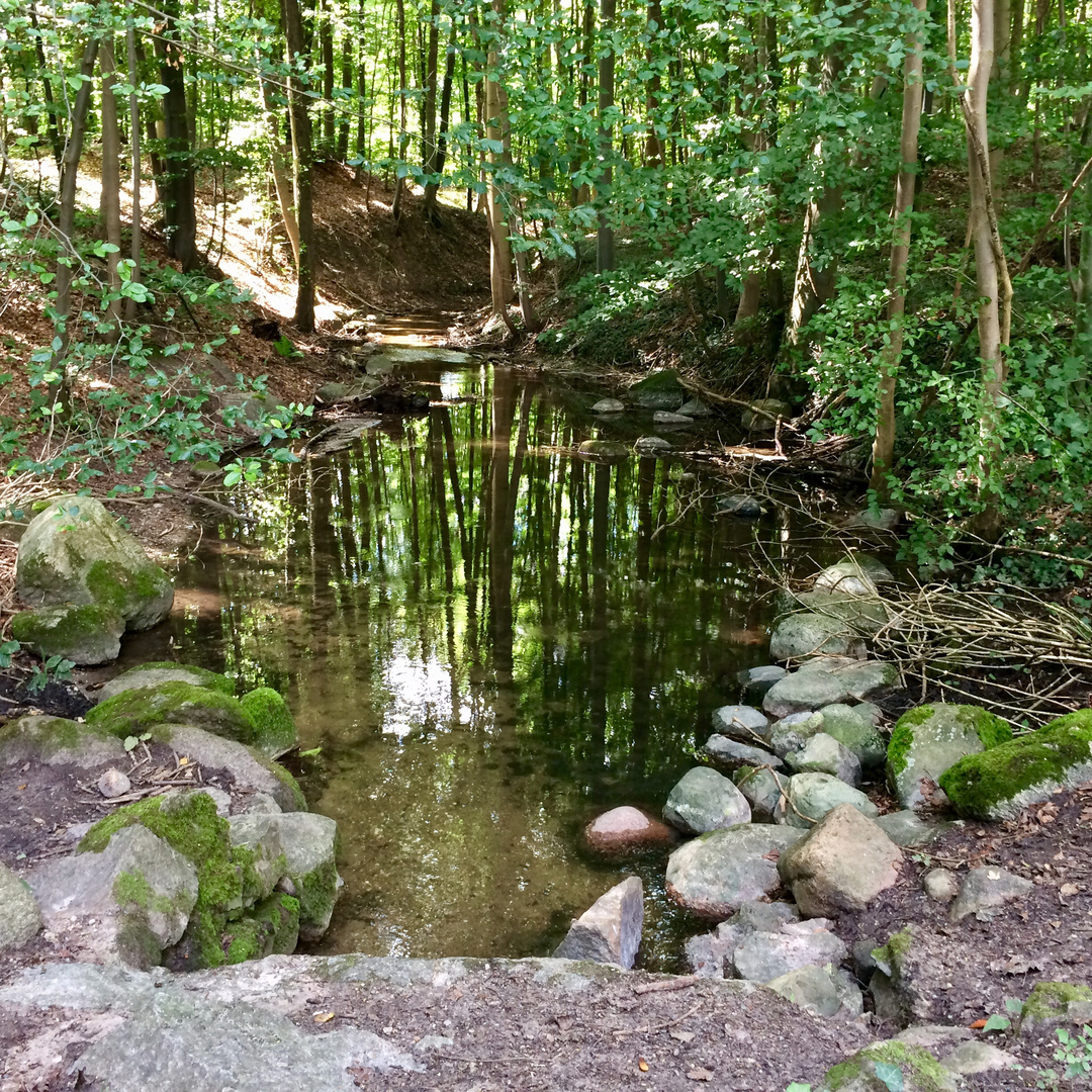 Im Wald bin ich zu Haus 