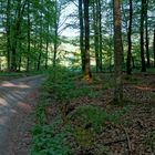 im Wald (bosque)