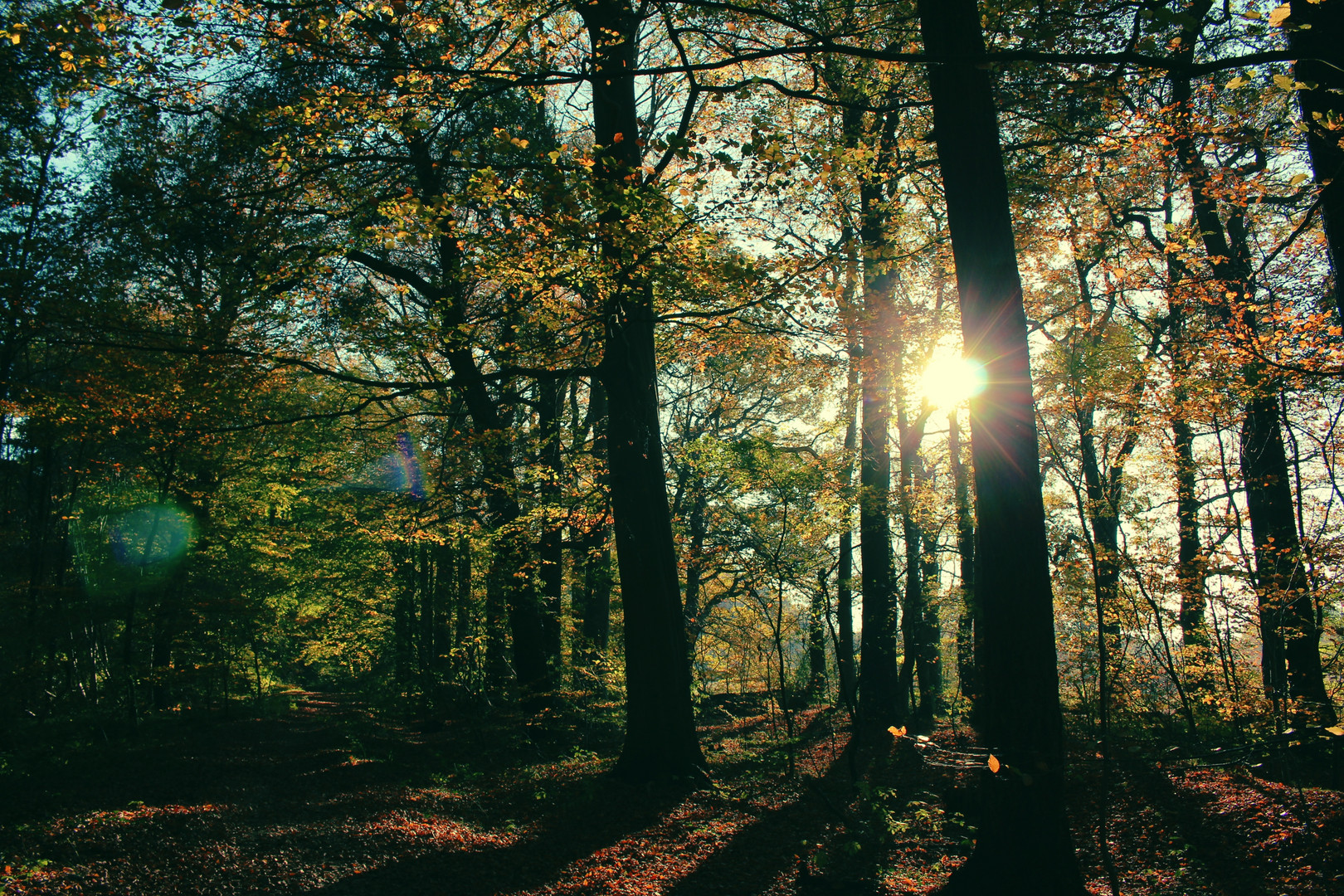 Im Wald brennt noch Licht