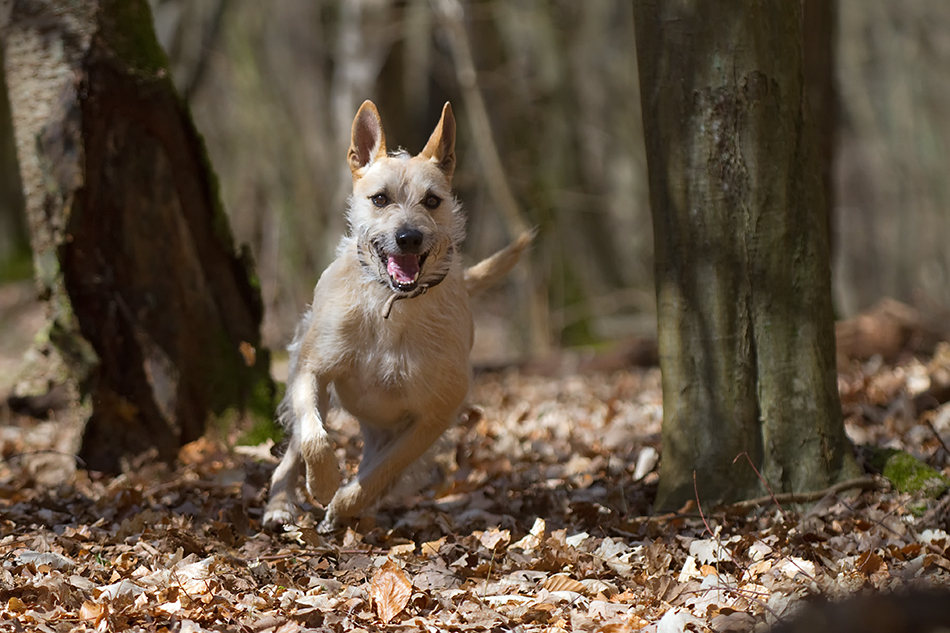 Im Wald... Foto & Bild | tiere, haustiere, hunde Bilder auf fotocommunity