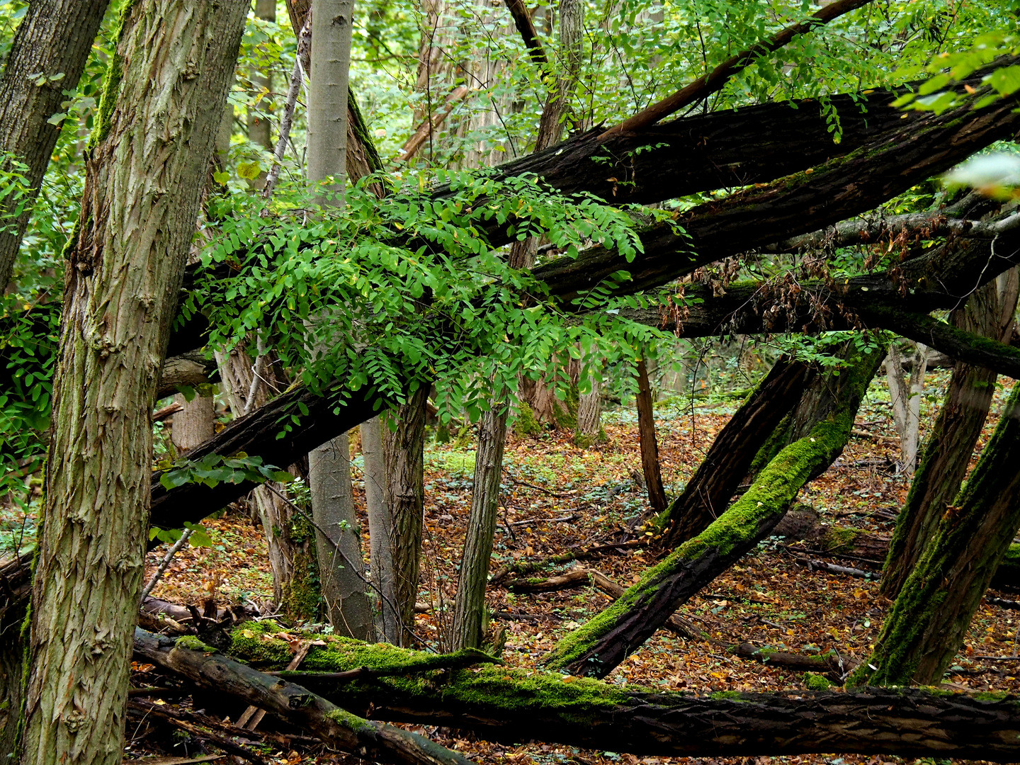 Im Wald