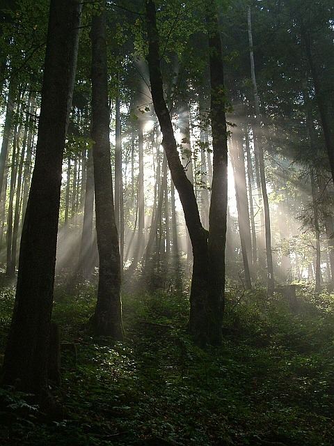 Im Wald