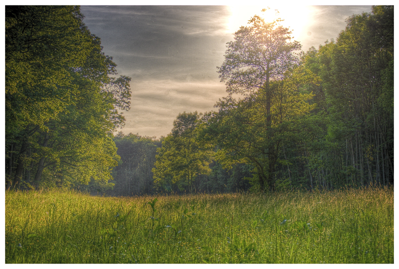 Im Wald