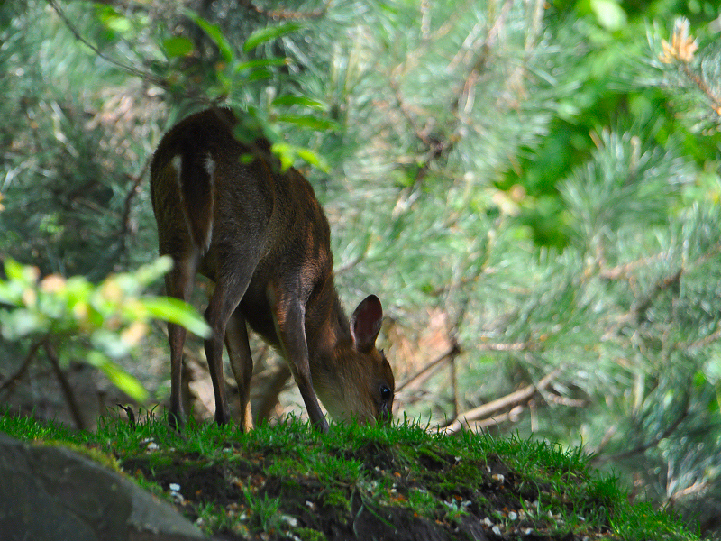 Im Wald