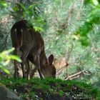 Im Wald